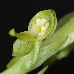 Platanthera sparsiflora Çiçek