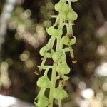 Orthilia secunda Flower