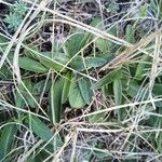 Valeriana tuberosa 葉