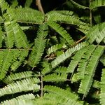 Havardia campylacantha