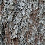 Pinus lambertiana Corteza