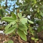 Maerua triphylla Leaf