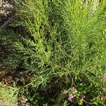 Baccharis sarothroides Hábito