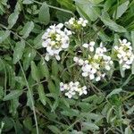 Rorippa nasturtium-aquaticum 花