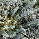 Euphorbia corsica Hostoa