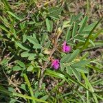 Tephrosia subtriflora Leaf