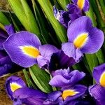 Iris xiphium ফুল