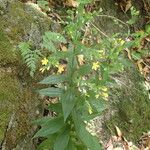 Ixanthus viscosus Flor