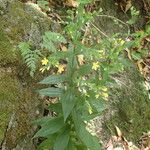 Ixanthus viscosus Flower