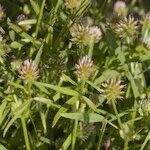 Trifolium strictum Autre