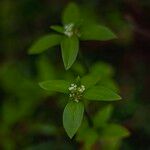 Mitracarpus hirtus Flower