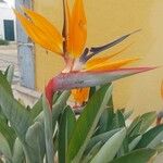 Strelitzia reginaeKvet