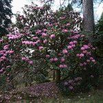 Rhododendron × geraldii عادت داشتن