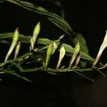 Ruellia stemonacanthoides برگ