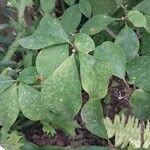 Brunfelsia latifolia Leaf