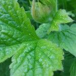 Geum macrophyllum पत्ता