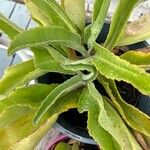 Kalanchoe gastonis-bonnieri Ліст