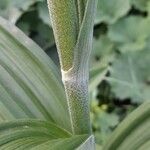 Veratrum album Corteza