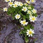 Caltha leptosepala Habitat