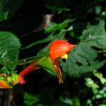 Impatiens sakeriana