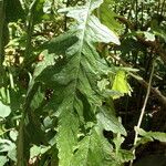 Carduus clavulatus Hoja