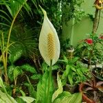 Spathiphyllum wallisii Flower