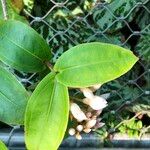 Medinilla crassifolia Folha