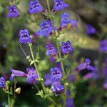 Penstemon laetus Habit