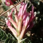 Astragalus incanus Blüte