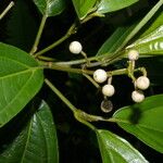 Miconia cooperi Plod