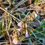 Claytonia virginica Flower