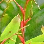 Vriesea philippocoburgi