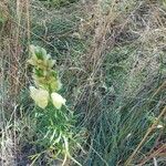 Aconitum anthora Blüte