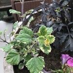 Plectranthus fruticosus Blatt