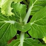 Brassica juncea Leaf