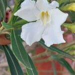 Nerium indicum x Nerium oleander Flower