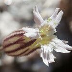 Silene sargentii 花