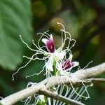 Capparis micracantha Floro