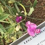 Lathyrus pulcher Floare