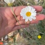 Tanacetum cinerariifolium Fleur