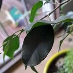 Ficus benjamina পাতা