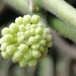 Hoya australis Frucht