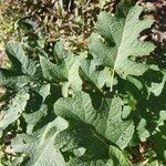 Hydrangea quercifoliaHostoa