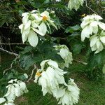 Mussaenda philippica Costuma