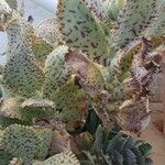 Kalanchoe marmorata Листок