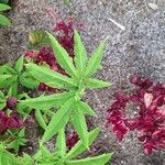 Sauromatum venosum Hoja