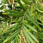 Cephalotaxus fortunei Leaf