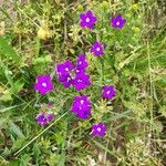 Legousia speculum-veneris Blomma