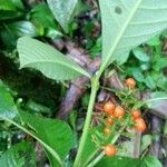 Palicourea racemosa Fruit