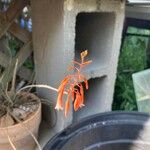 Aloe perrieri Λουλούδι